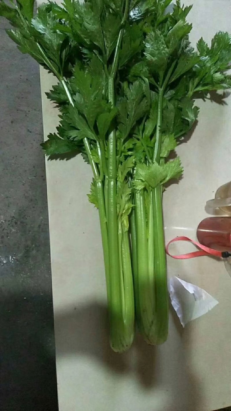河北邯郸永年芹菜大量上市