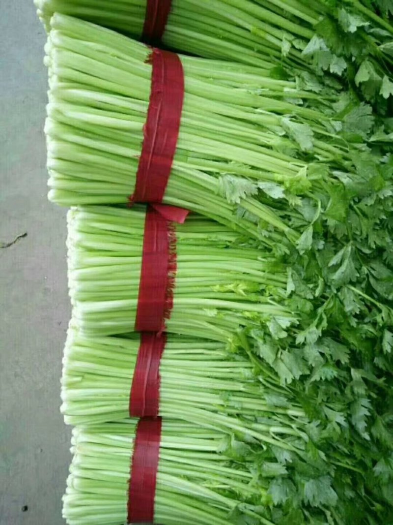 河北邯郸永年芹菜大量上市