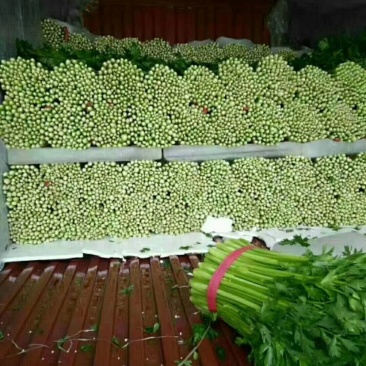 河北邯郸永年芹菜大量上市