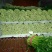 河北邯郸永年芹菜大量上市
