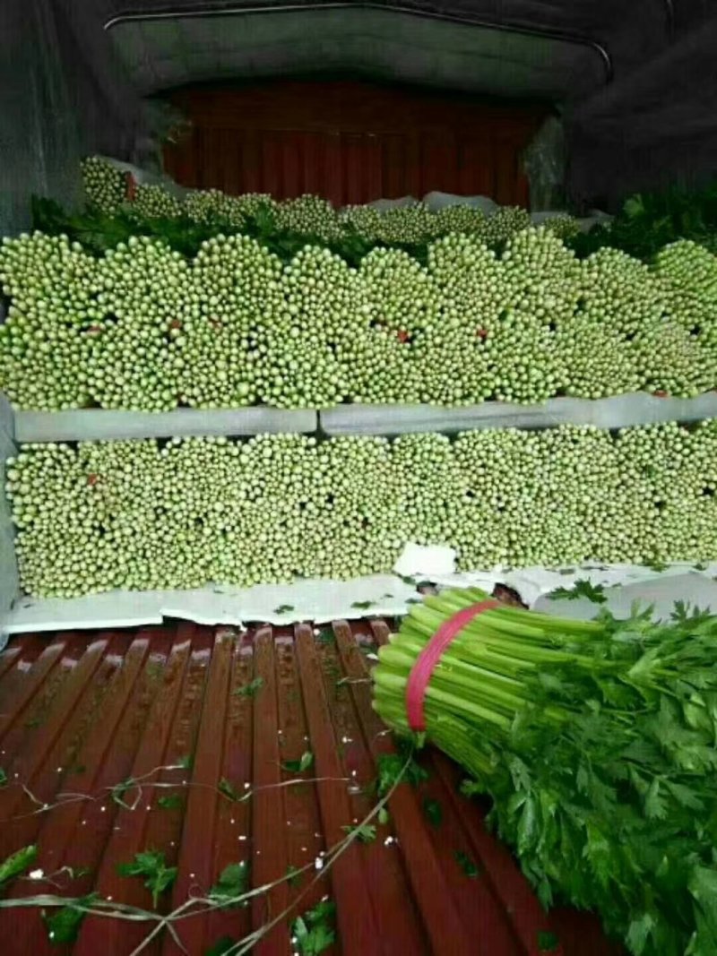 河北邯郸永年芹菜大量上市