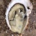 乳山生蚝鲜活带壳生蚝肉新鲜牡蛎即食海鲜水产海蛎子