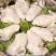 乳山生蚝鲜活带壳生蚝肉新鲜牡蛎即食海鲜水产海蛎子