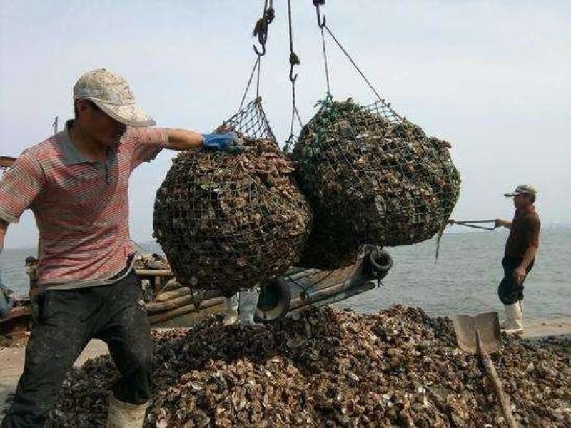 乳山生蚝鲜活带壳生蚝肉新鲜牡蛎即食海鲜水产海蛎子