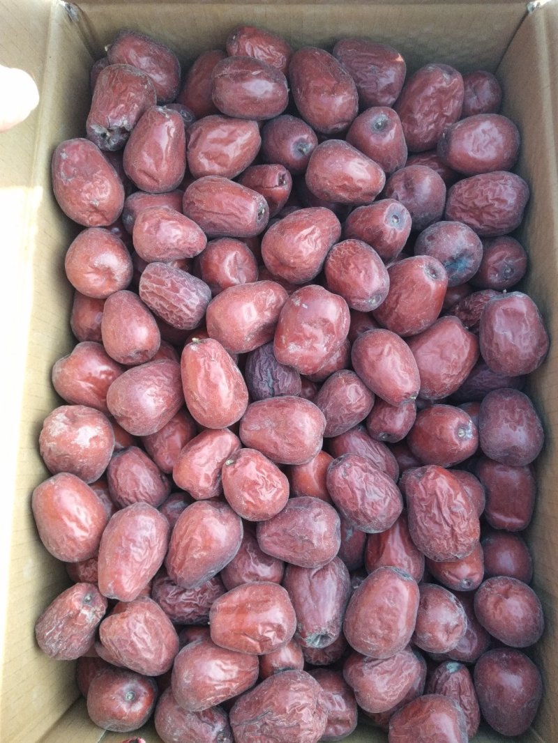 新疆骏枣