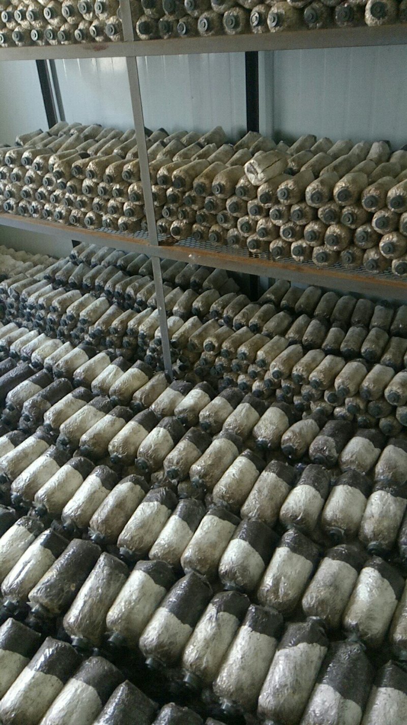 大球盖菇优质菌种，努力做到最好