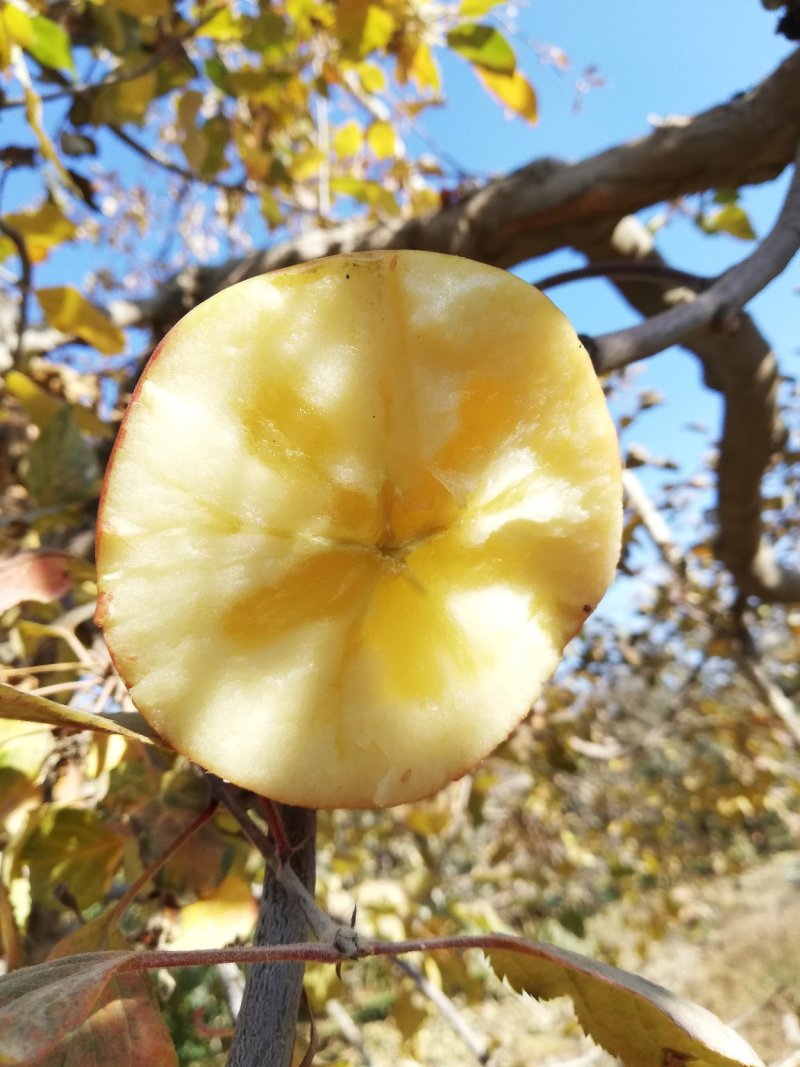 新疆阿克苏冰糖心苹果/阿克苏苹果/红富士苹果