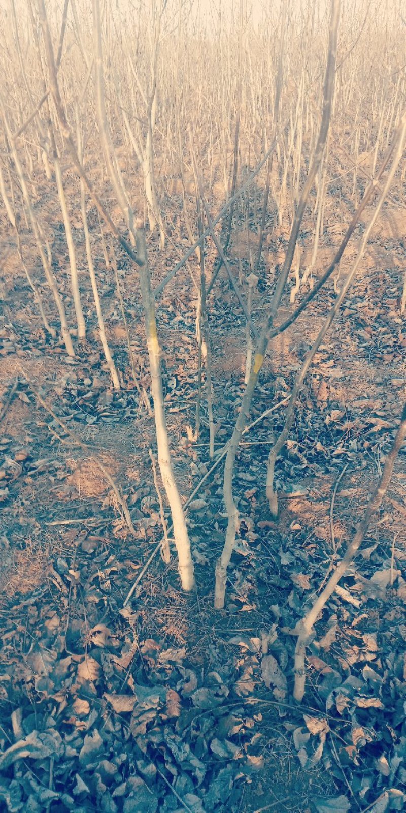 腾地处理3公分核桃树处理
