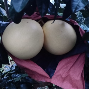 三红柚，皮溥口感琳，上市中