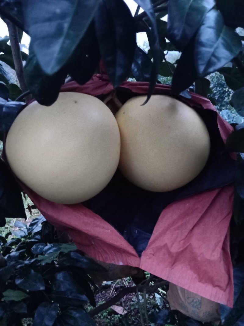 三红柚，皮溥口感琳，上市中