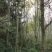 高杆枫香喜树