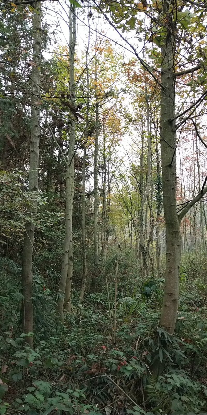 高杆枫香喜树