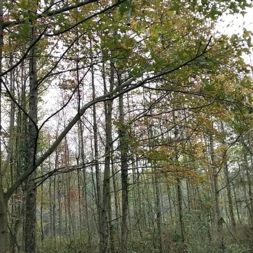 高杆枫香喜树