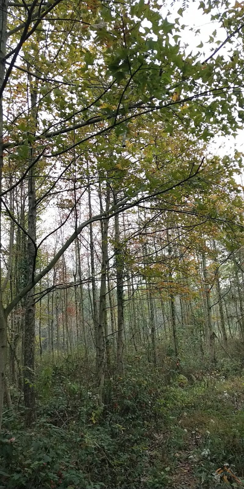 高杆枫香喜树