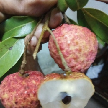 无核桂味荔枝杯苗