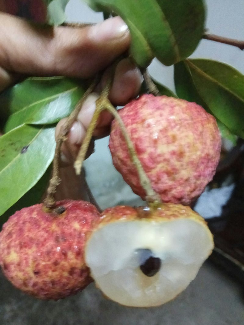 无核桂味荔枝杯苗