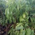 无核桂味荔枝杯苗
