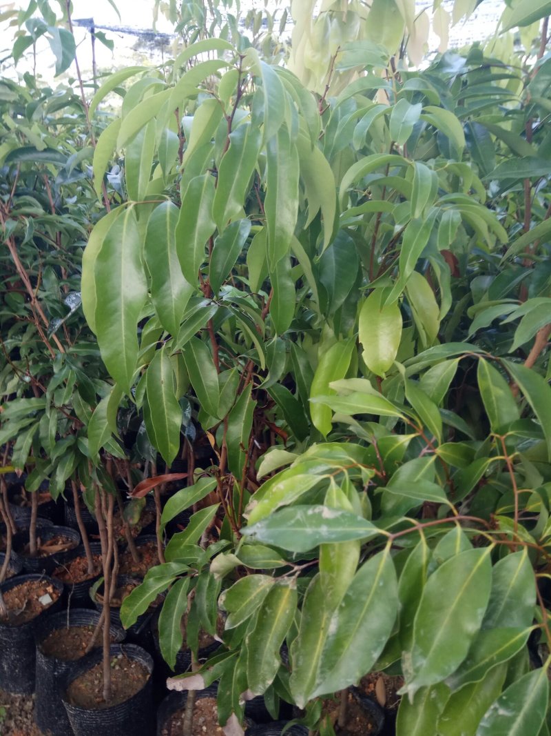 无核桂味荔枝杯苗