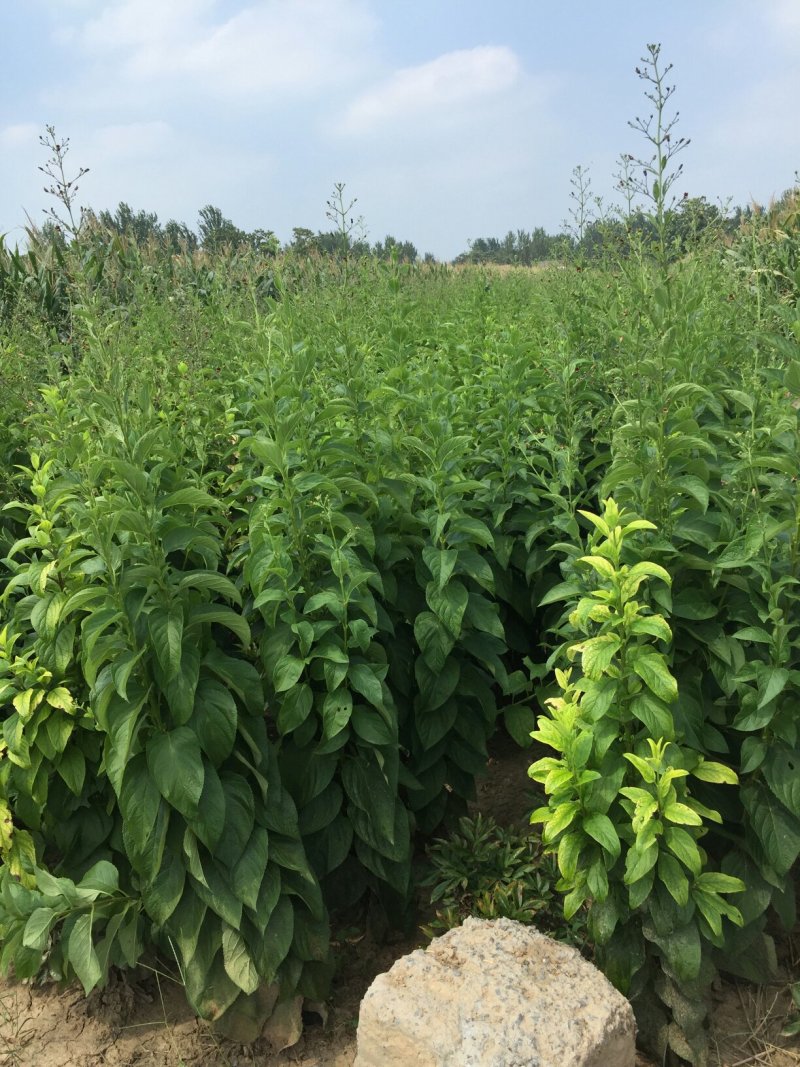 优质改良玄参芽，香蕉品种，高产耐旱量大从优