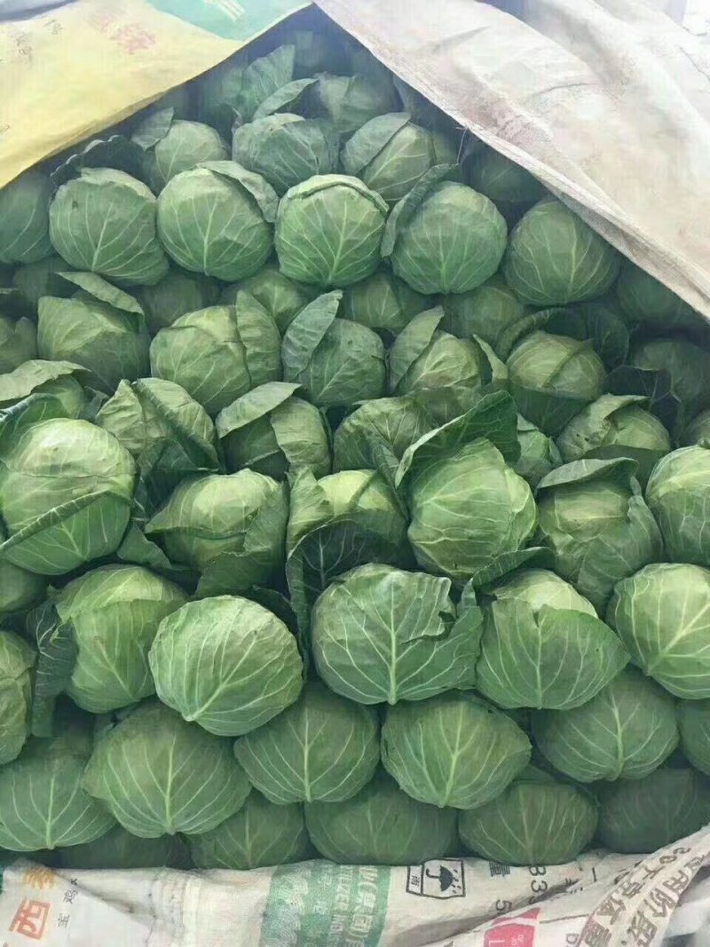 湖北优质甘蓝即将上市，产地直发，质量保证