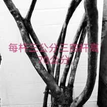映山红下山桩指导栽培易成活