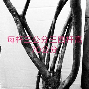 映山红下山桩指导栽培易成活