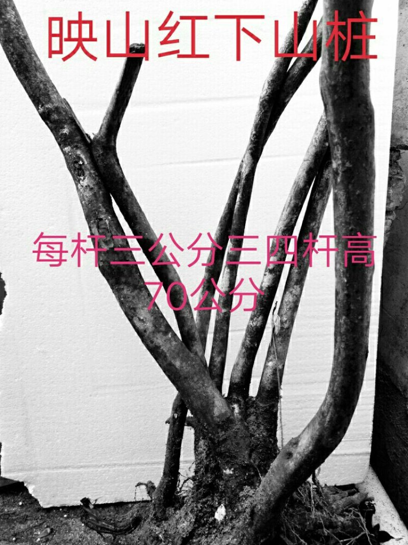 映山红下山桩指导栽培易成活