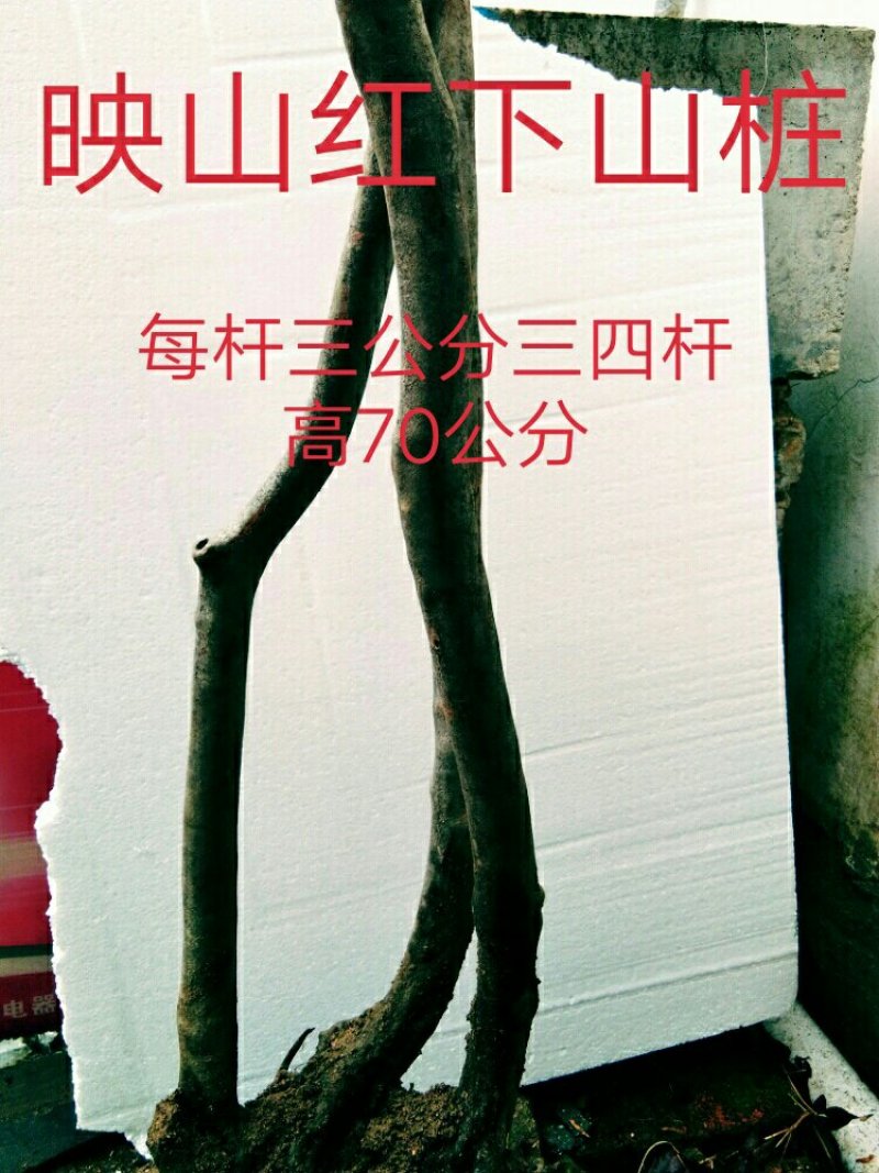 映山红下山桩指导栽培易成活