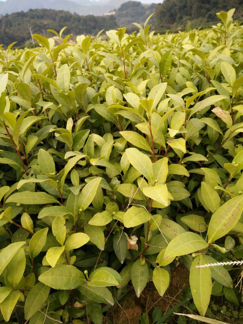 茶树苗