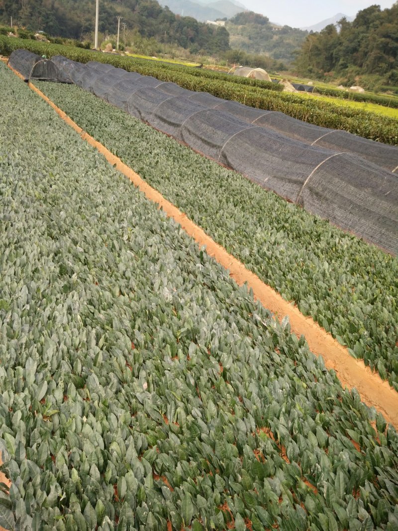 茶树苗