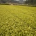 茶树苗