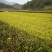 茶树苗