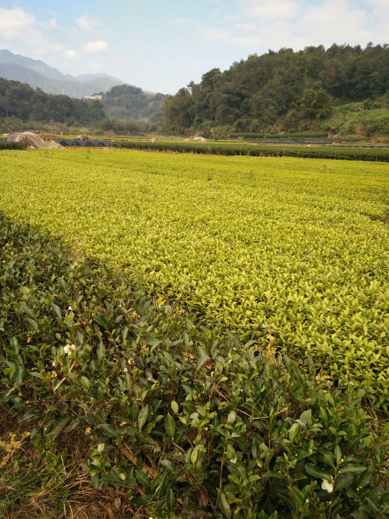 茶树苗