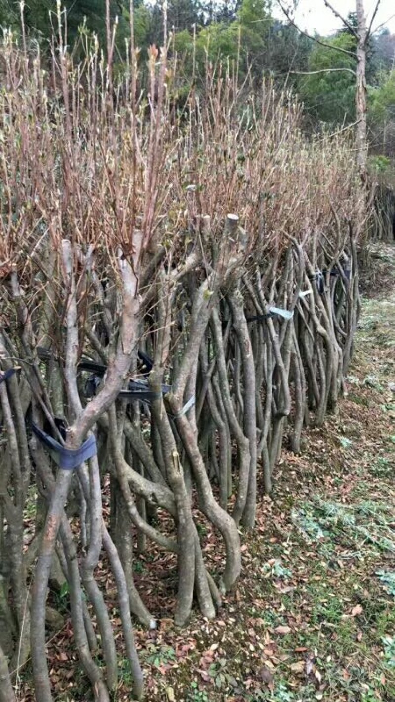 映山红移栽一年熟桩