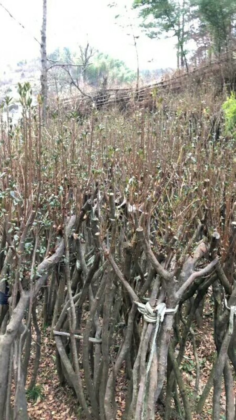 映山红移栽一年熟桩