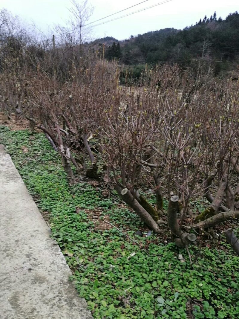 映山红移栽一年熟桩