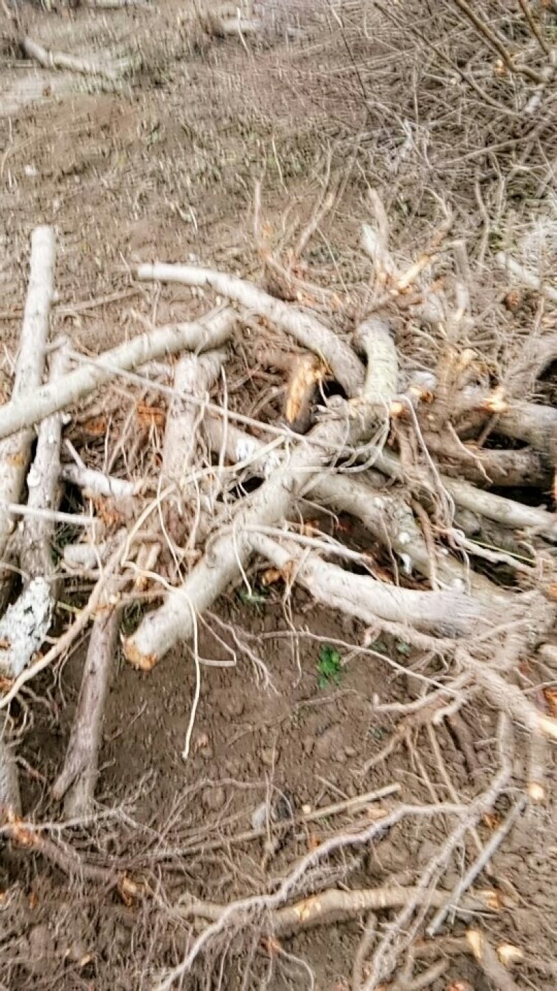 大量供应桃树占地苗