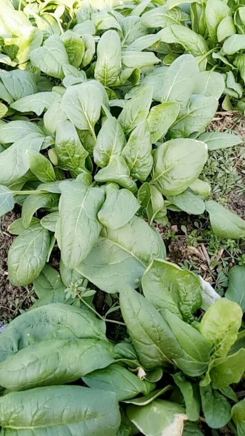 菠菜