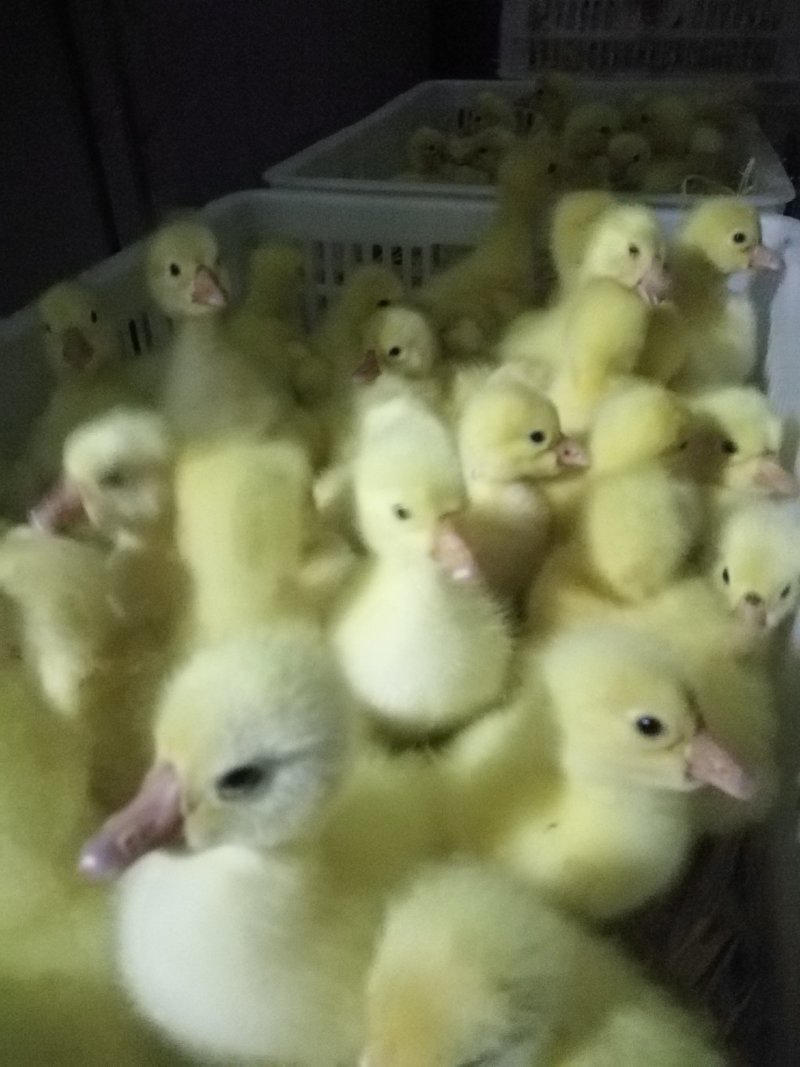 供应大品种鹅苗