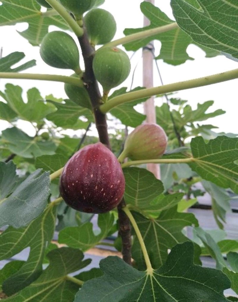 芭劳奈无花果苗