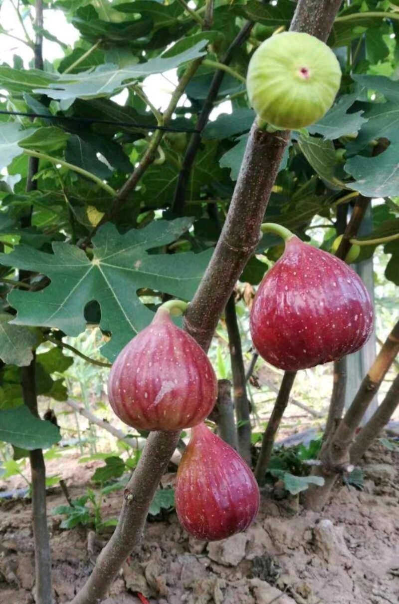 芭劳奈无花果苗