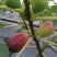 芭劳奈无花果苗
