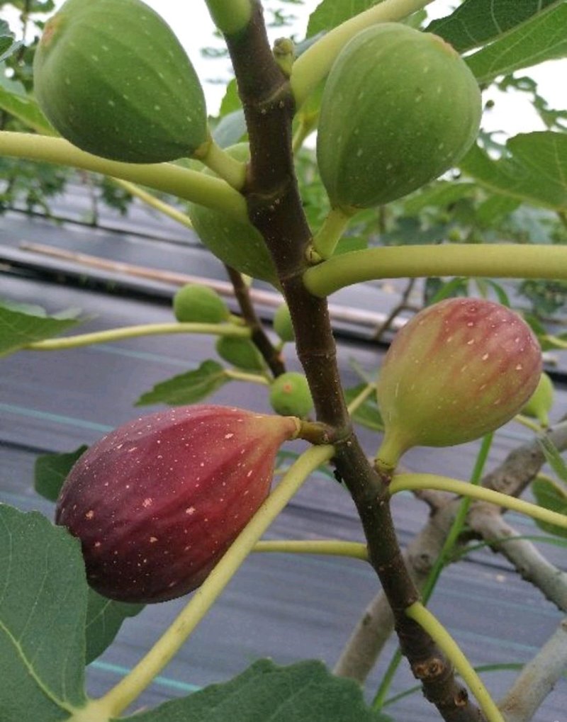 芭劳奈无花果苗