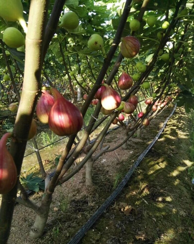 芭劳奈无花果苗