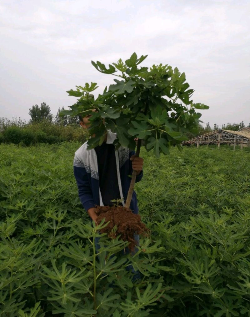芭劳奈无花果苗