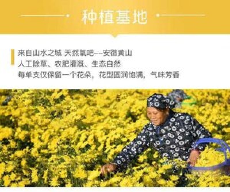 包邮金丝皇菊花茶买1送1（2罐共40g）