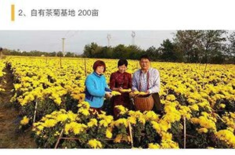 包邮金丝皇菊花茶买1送1（2罐共40g）