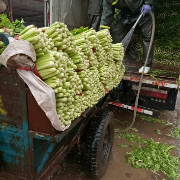 美国西芹大棚种植大量上市细棵优质精品芹菜