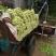 美国西芹大棚种植大量上市细棵优质精品芹菜