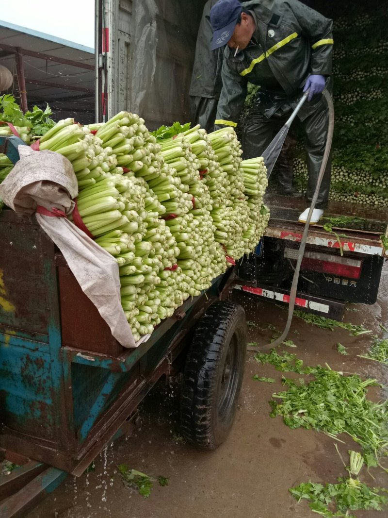 美国西芹大棚种植大量上市细棵优质精品芹菜